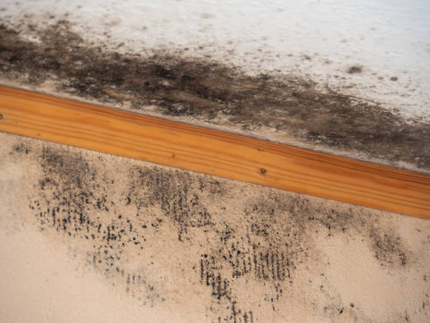 Best Black Mold Removal  in Sylvania, AL