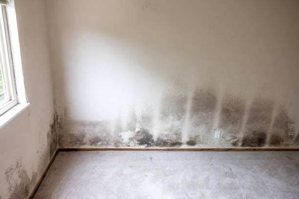 Best Mold-Related Health Consultation  in Sylvania, AL